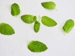 Daun Mint Pexels Photo 5498004
