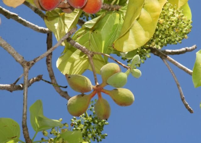 Kakadu Plum Terminalia Ferdinandiana Cr