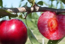 Manfaat Masker Buah Plum untuk Wajah: Rahasia Kulit Sehat & Glowing Alami! - Featured