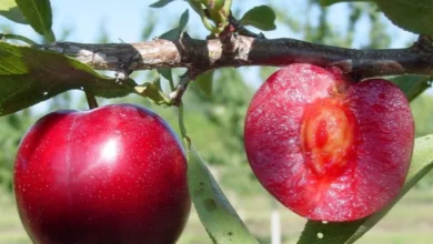 Manfaat Masker Buah Plum untuk Wajah: Rahasia Kulit Sehat & Glowing Alami! - Featured