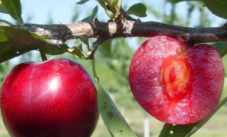 Manfaat Masker Buah Plum untuk Wajah: Rahasia Kulit Sehat & Glowing Alami! - Featured