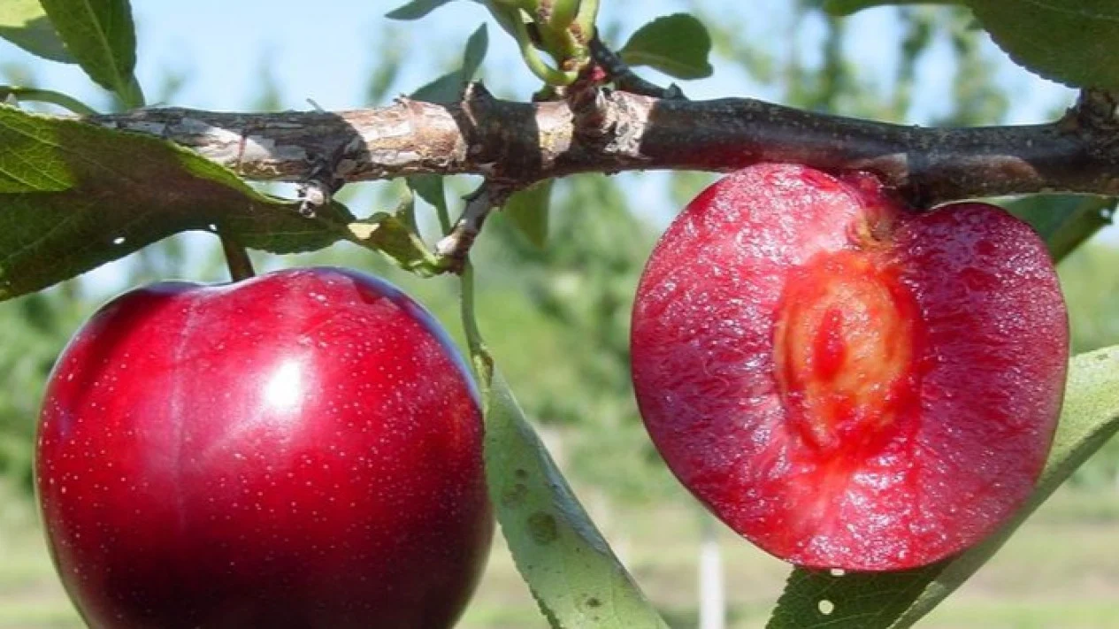 Manfaat Masker Buah Plum untuk Wajah: Rahasia Kulit Sehat & Glowing Alami! - Featured