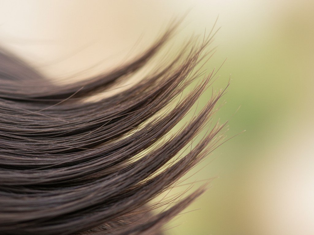 Panduan Hush Cut 2 cr