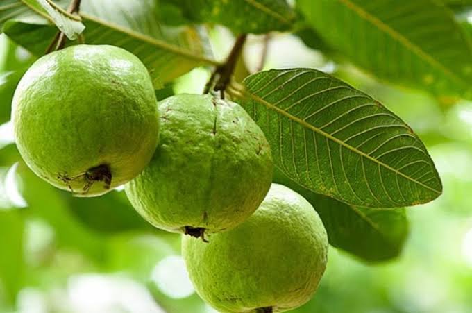 Mau Rambut Sehat Dan Tanpa Ketombe Yuk Konsumsi Daun Jambu.jpeg